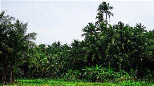 玛尔黛芙冰淇淋