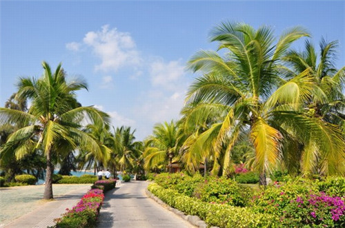 加盟奶茶有哪些值得信赖的品牌，五叶茶奶茶加盟费贵不贵